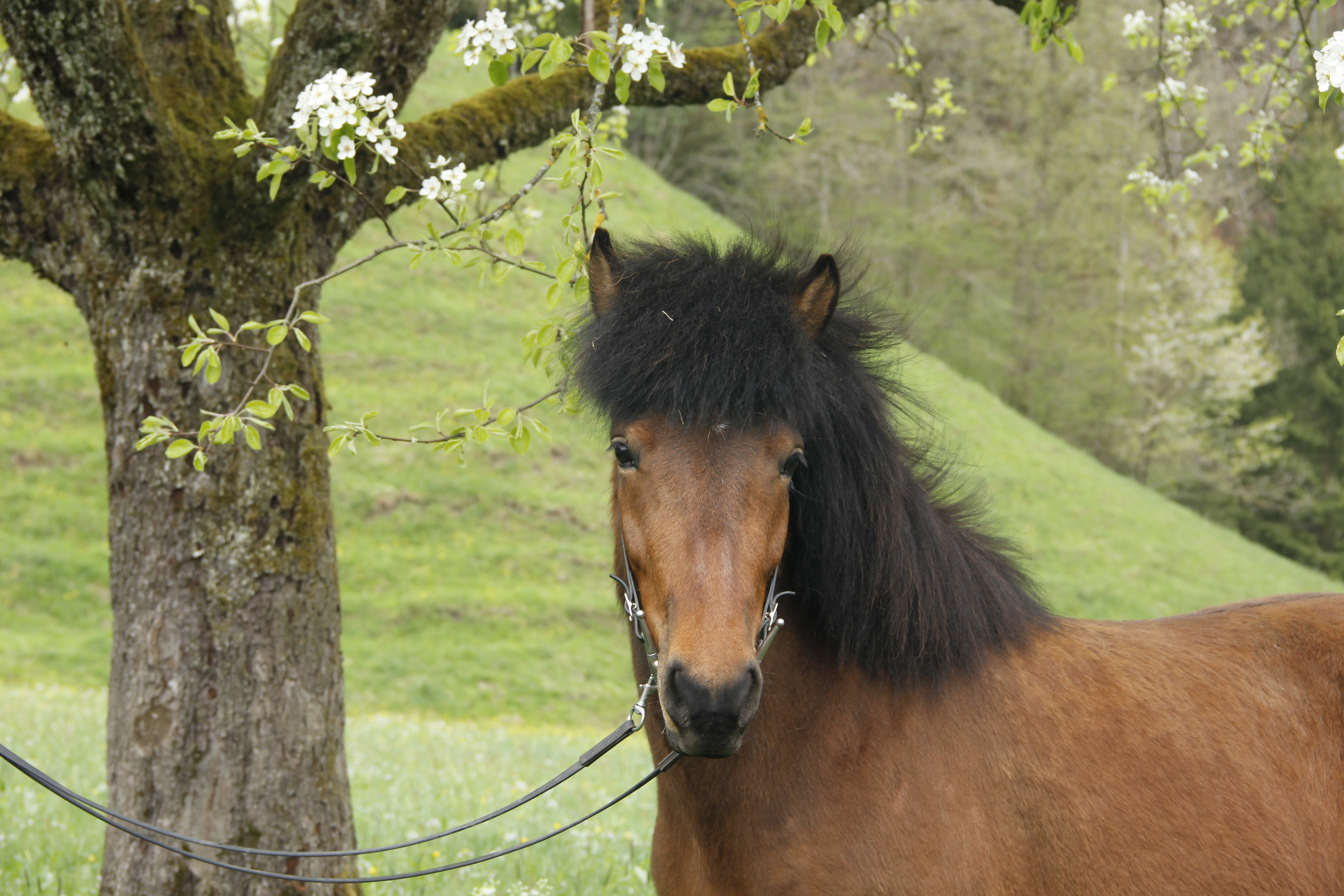 Njola Portrait im Gurtberg