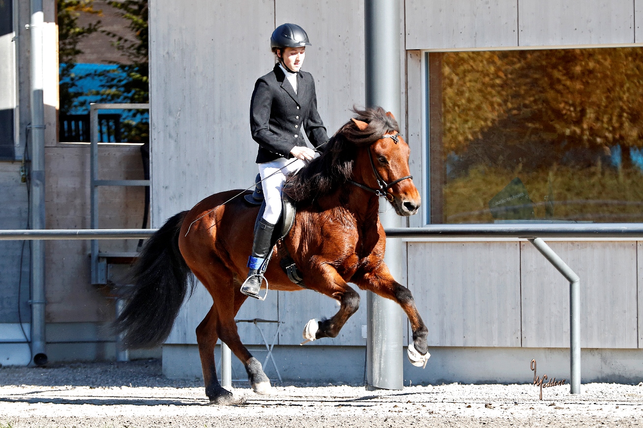 Tristan im Galopp